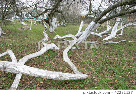 200 years old apple orchard-colony 200 years old apple orchard-colony 42281127