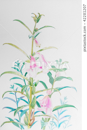 Realistic herb of sesame flower and green leaves 42281207