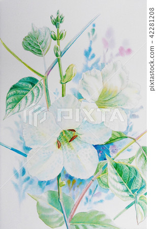 Realistic white flower of acanthaceae Realistic white flower of acanthaceae 42281208