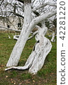 ncient 200 years old apple orchard-colony 42281220