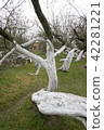 ncient 200 years old apple orchard-colony 42281221