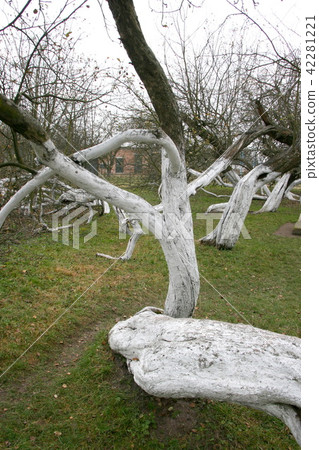 ncient 200 years old apple orchard-colony ncient 200 years old apple orchard-colony 42281221