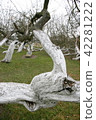 ncient 200 years old apple orchard-colony 42281222