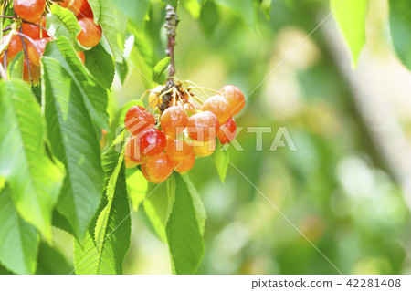 Cherries in tree 42281408