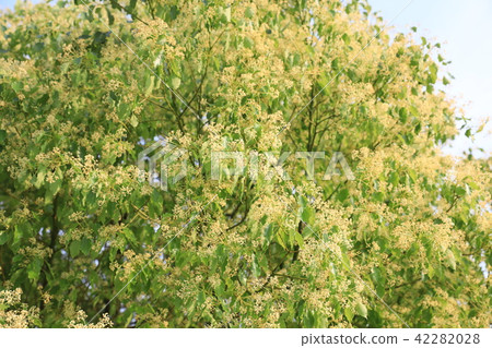Camphor tree Camphor tree 42282028