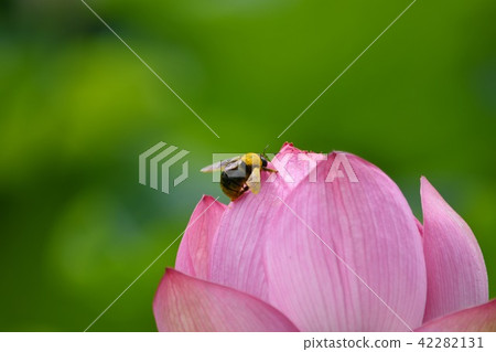 Oga lotus and rumor bees Oga lotus and rumor bees 42282131