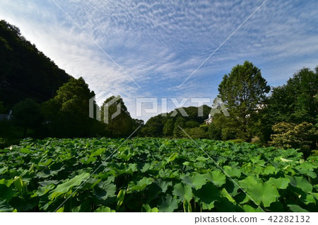 Yasuda Ike Park Hasuda的風景 42282132