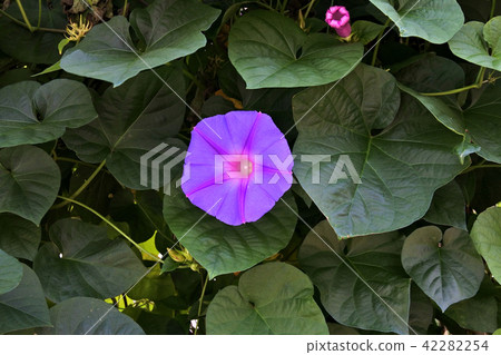 Morning glory green curtain 42282254