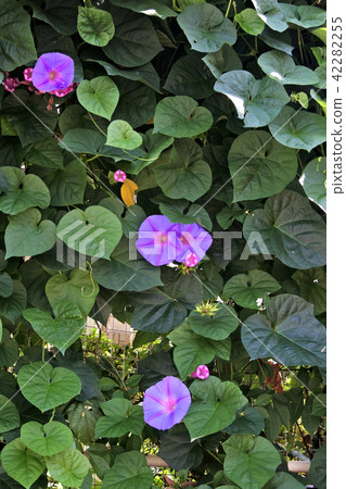 牽牛花綠色窗簾 牽牛花綠色窗簾 42282255