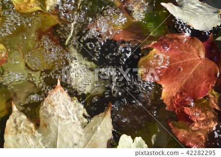 Water bubbles and fallen autumn leaves Water bubbles and fallen autumn leaves 42282295