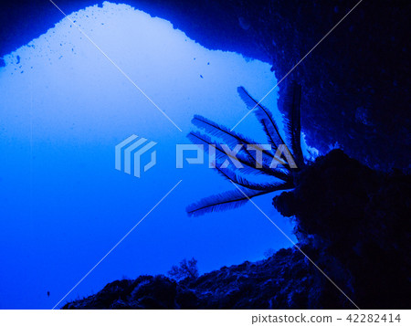 A silhouette of the open ocean and sea lions seen from the cavern under the ocean. Okinawa · Ie Island 42282414