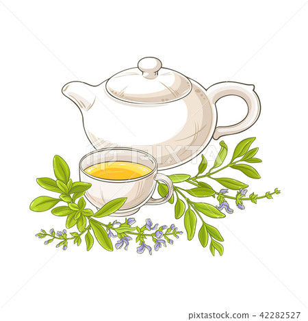 sage tea vector illustration 42282527