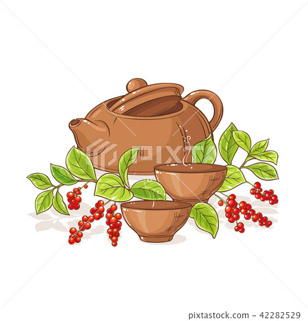 schisandra tea illustration 42282529