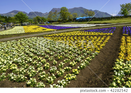 Kuju Flower Park Pansy Kuju Flower Park Pansy 42282542