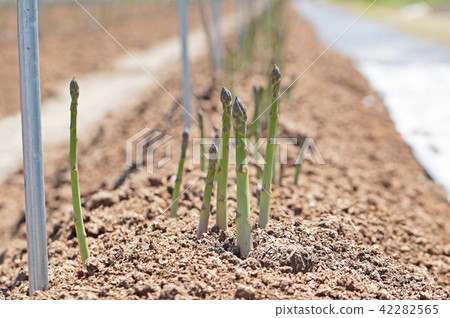 Asparagus of the field Asparagus of the field 42282565