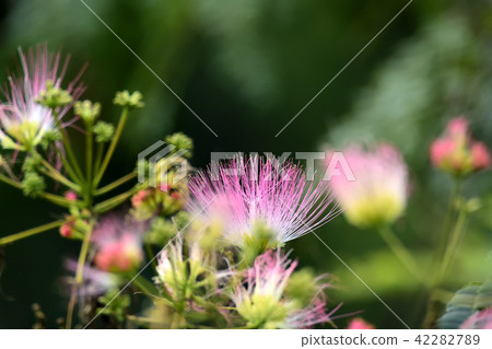 Nemnoki花 42282789