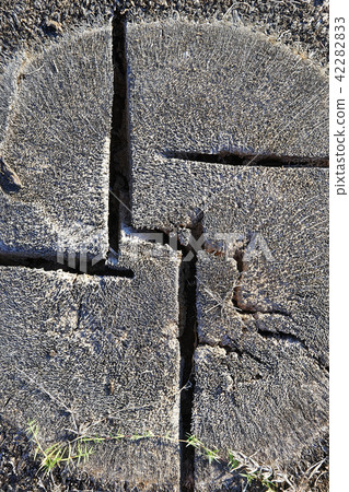 Cutting wood trunk from a palm tree 42282833