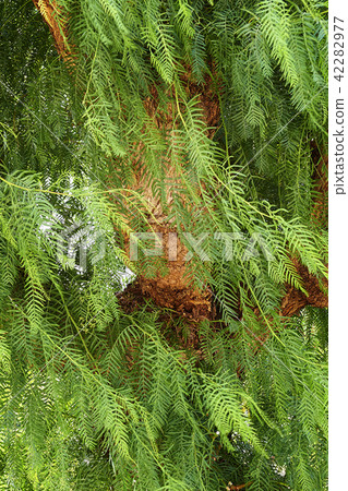 Wood trunk from a south tropical tree Wood trunk from a south tropical tree 42282977