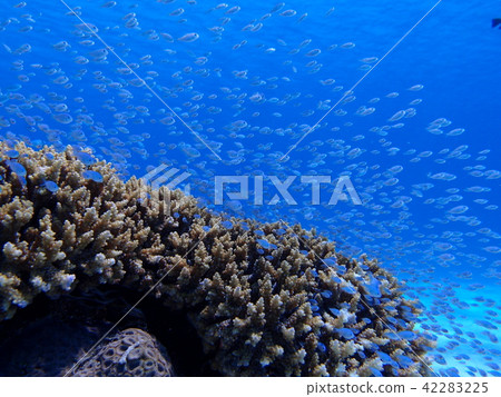 Okinawa Akajima Sea 42283225