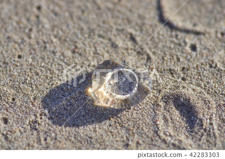 a small transparent jellyfish on the sand a small transparent jellyfish on the sand 42283303