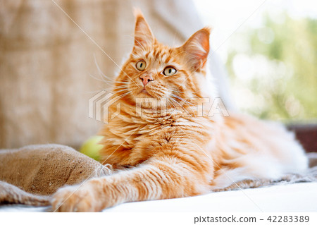 Sunny portrait of cute red cat on the balcony 42283389