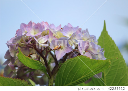 Hydrangea 42283612