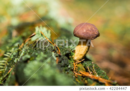boletus in the woods 42284447
