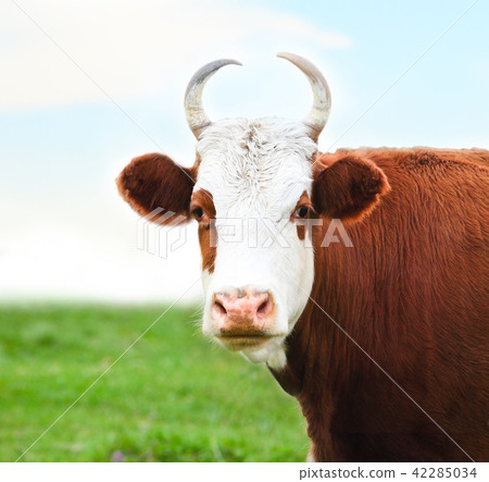 Close up portrait of the white and brown cow 42285034