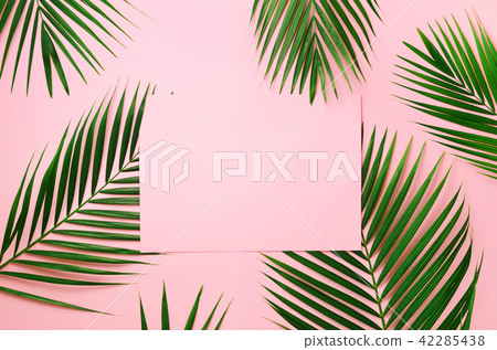 Tropical palm leaves on pastel pink background 42285438