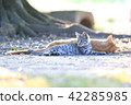 A kitten 42285985