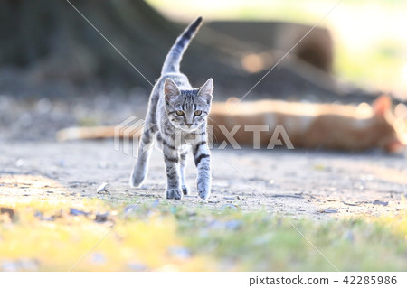 A kitten 42285986