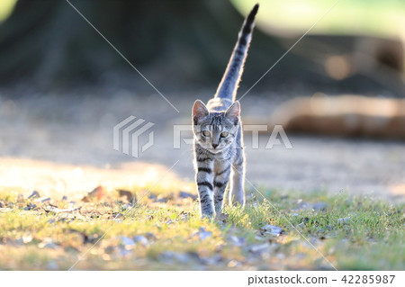 A kitten 42285987