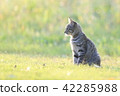 A kitten 42285988