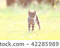A kitten 42285989