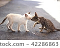 Greeting from a cat 42286863