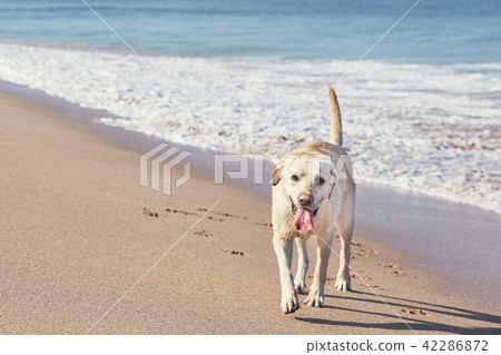 Happy dog on the sand beach 42286872