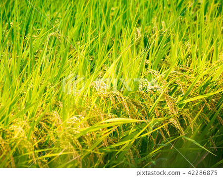 這將是富有成效的 42286875