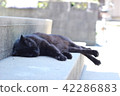 A cat nap 42286883