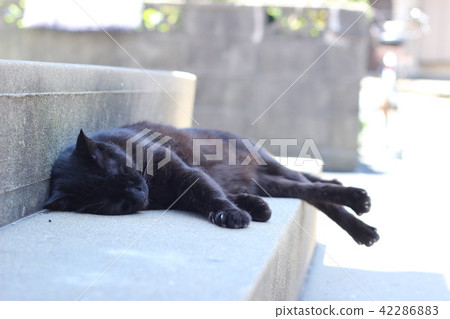 A cat nap A cat nap 42286883
