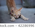 Cat stretching 42286996