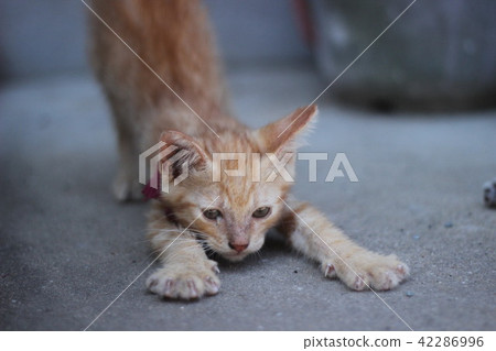 Cat stretching Cat stretching 42286996