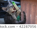 Kittens Playful 42287056