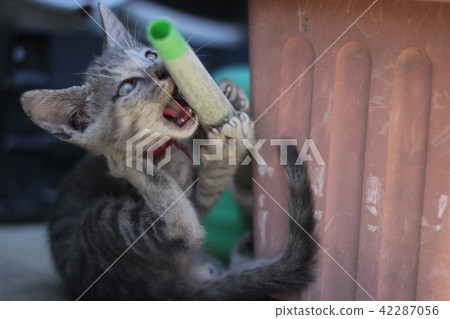 Kittens Playful Kittens Playful 42287056