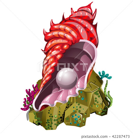 A souvenir in the form of beautiful seashell red color with natural pearl isolated on white 42287473
