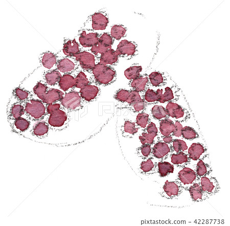 Bunch of grapes (Delaware) Bunch of grapes (Delaware) 42287738