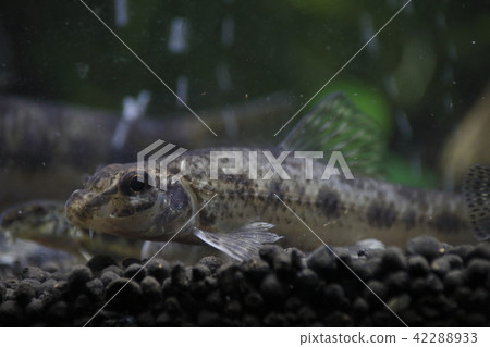 棒花魚 棒花魚 42288933