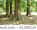Metasekoiya 42289224