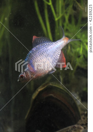 Tyrik Ballatanago male responsive to bivalves 42289225
