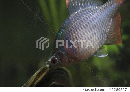 Tyrik Ballatanago male responsive to bivalves 42289227