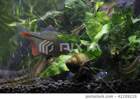 Tyrik Ballatanago male responsive to bivalves 42289228